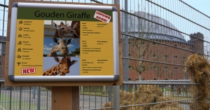 Bredase Koepel klaar voor ontvangst 'gouden giraffe(n)'