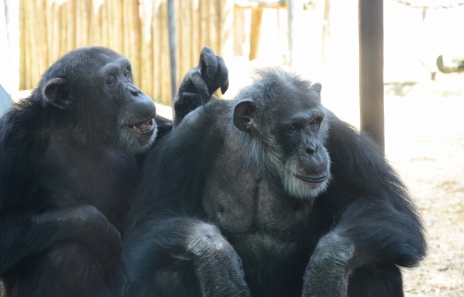 Vlooiende chimpansees DierenPark Amersfoort 