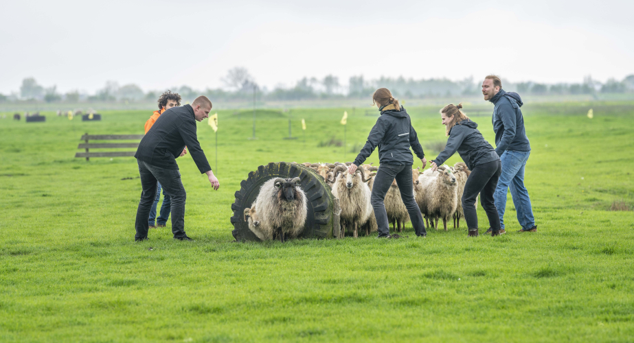 Schaap