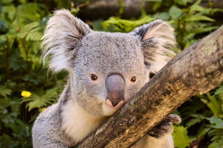 Ontmoet de enige koala's in Nederland
