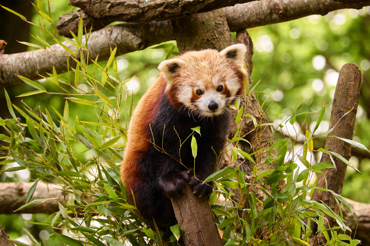 Rode panda