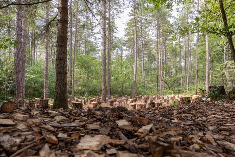 Vuursche Lodge