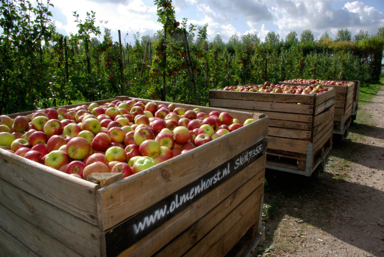 Appelpluk