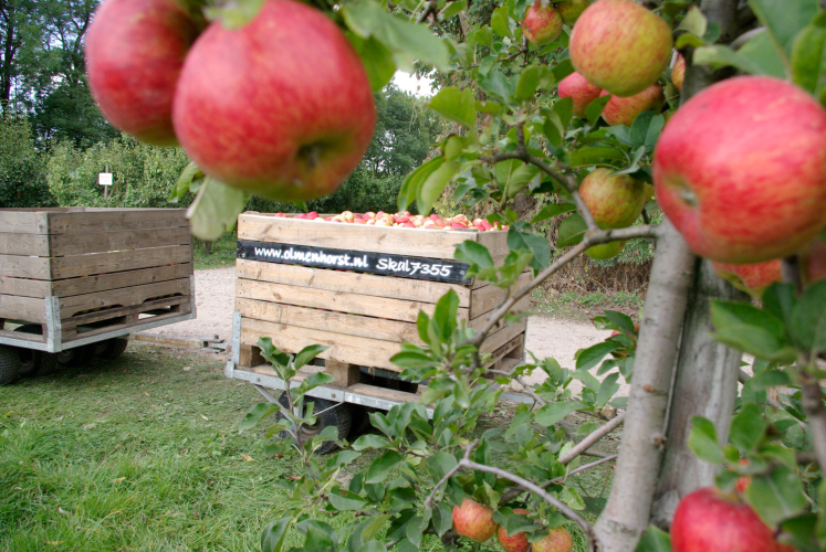 Appelpluk