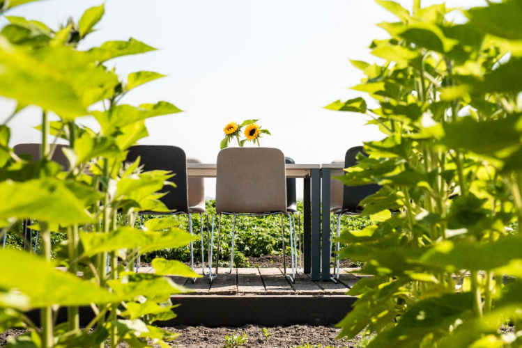 Vergaderen midden in de polder tussen de zonnebloemen