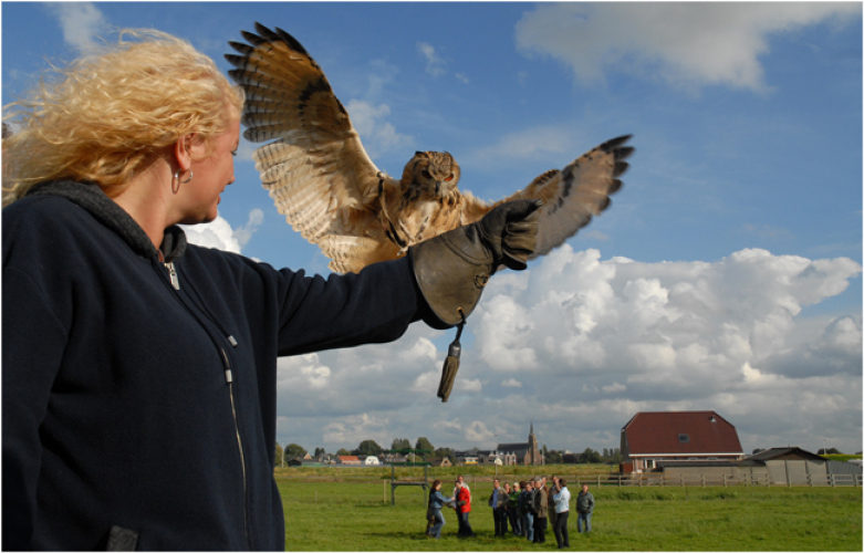 roofvogel workshop www.valkenieren.nl