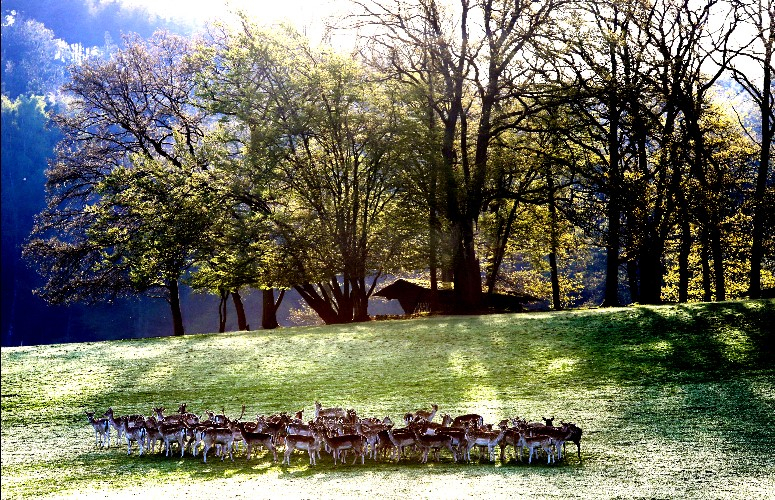 natuur, wildpark, open spaces, wandelen, genieten