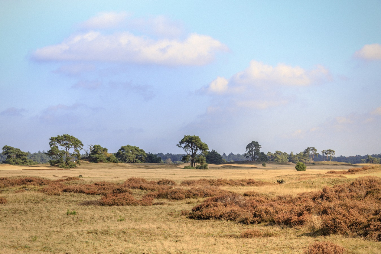 Nationale Park De Hoge Veluwe heideveld