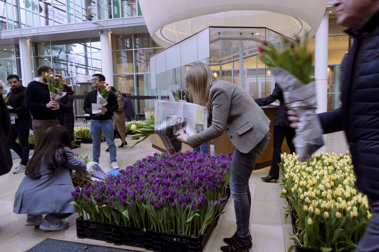 In de Dutch Week kon men zelf tulpen plukken en mee naar huis nemen