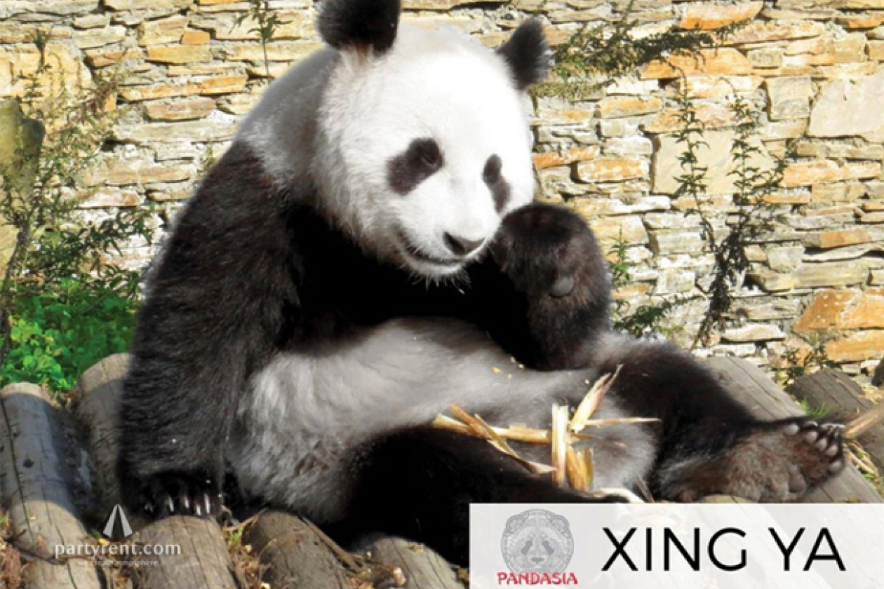 Pandasia