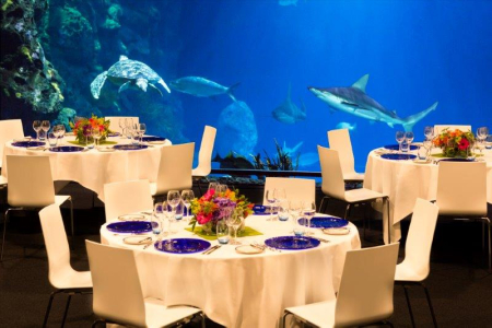 Diner naast haaien, schildpadden en barracuda's