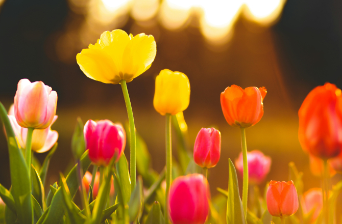 Keukenhof