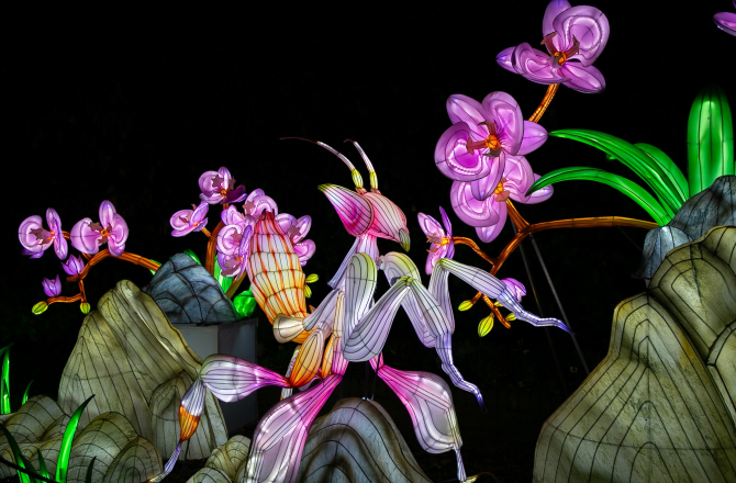 Orchid Mantis impressie Light Nights Ouwehands