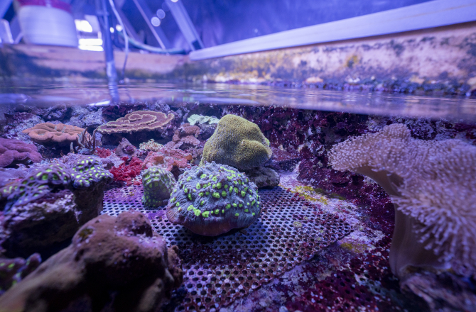 Koralen Koninklijke Burgers' Zoo Arnhem