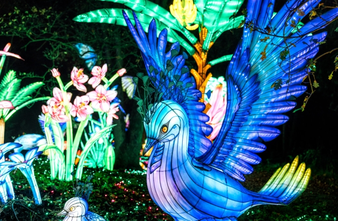 Light Safari