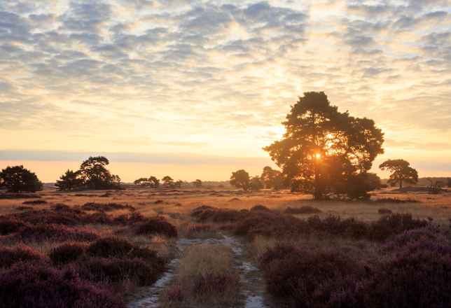 veluwe heide zonsondergang