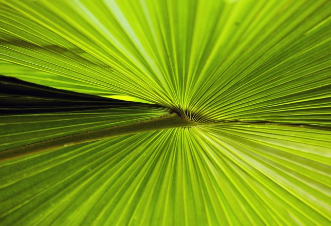 Groen blad
