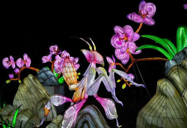 Orchid Mantis impressie Light Nights Ouwehands
