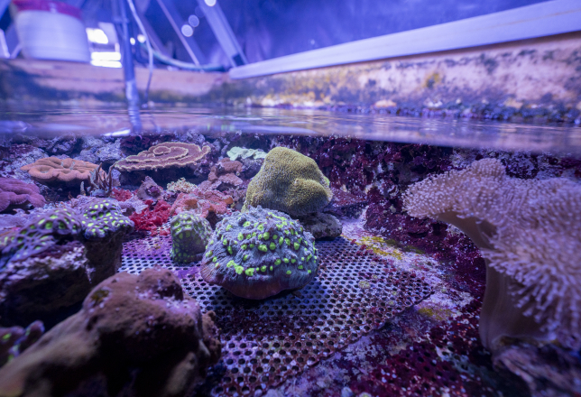 Koralen Koninklijke Burgers' Zoo Arnhem