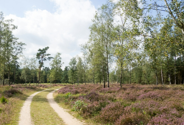 De Veluwe
