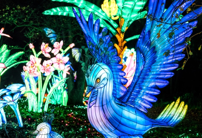 Light Safari