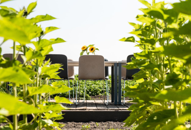 Vergaderen midden in de polder tussen de zonnebloemen